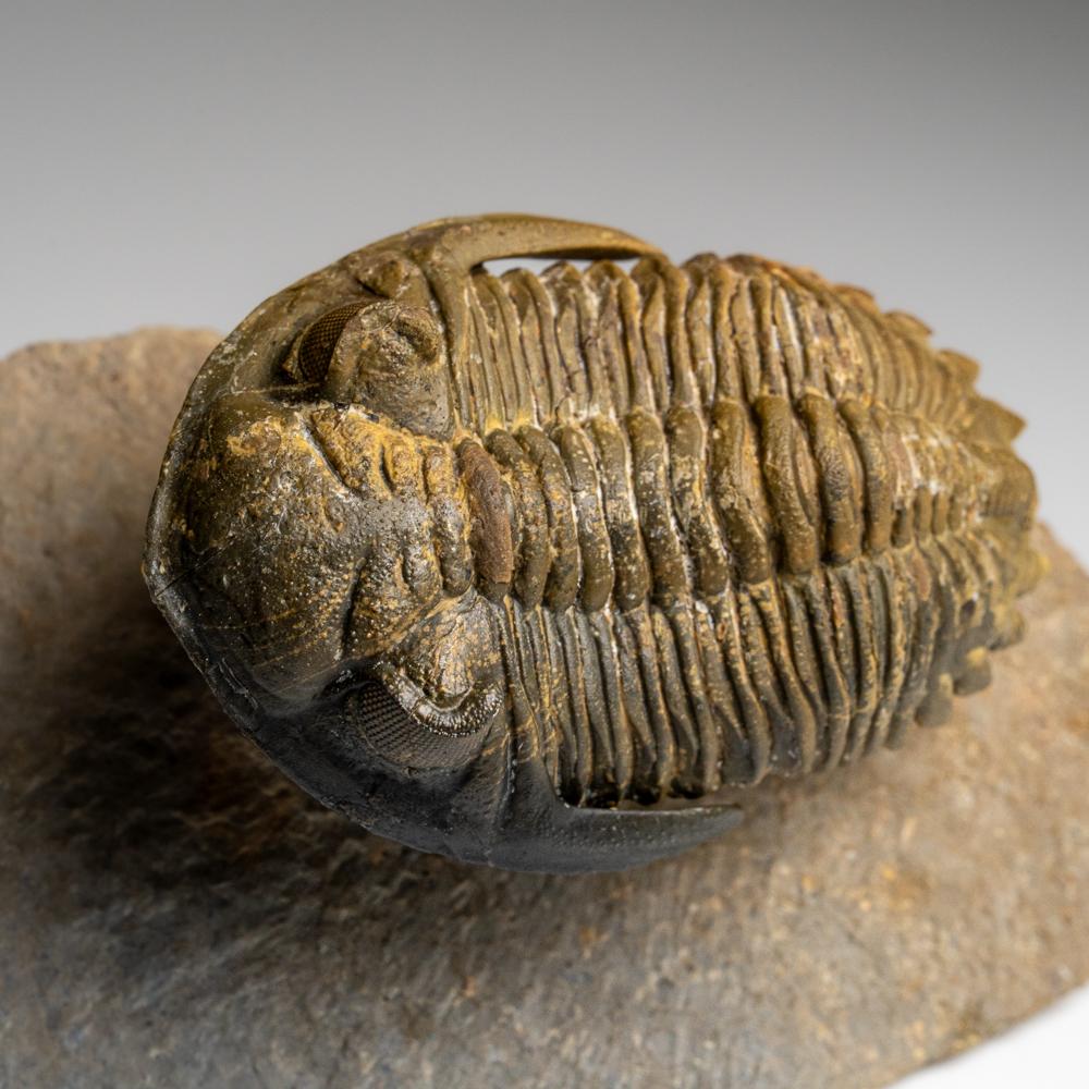 Fósil auténtico de trilobite Hollardops de Ofaten, Marruecos (261,3 gramos) en venta 1