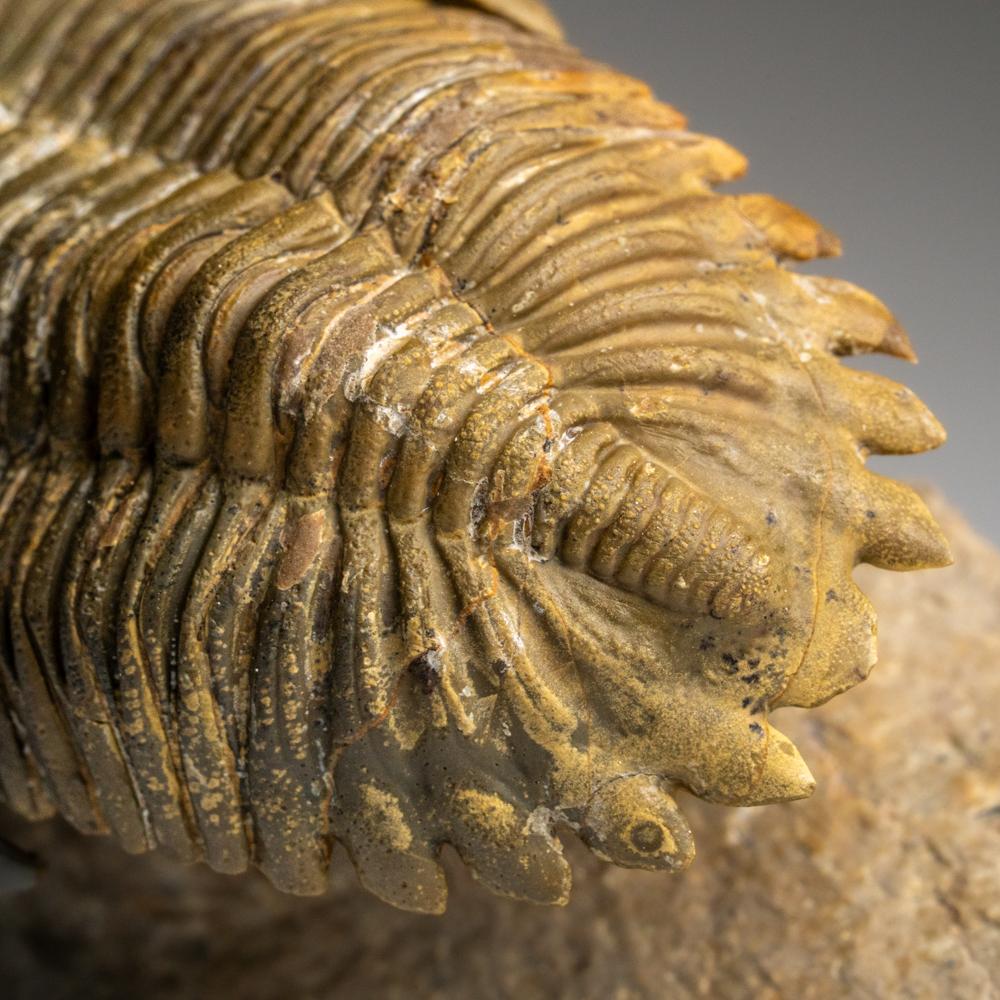 Fósil auténtico de trilobite Hollardops de Ofaten, Marruecos (261,3 gramos) en venta 2