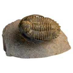 Genuine Hollardops Trilobite Fossil aus Ofaten, Marokko (261.3 Gramm)