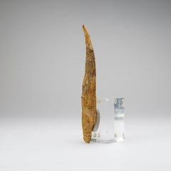 Espina dorsal de tiburón Hybodus auténtico (77,9 gramos)