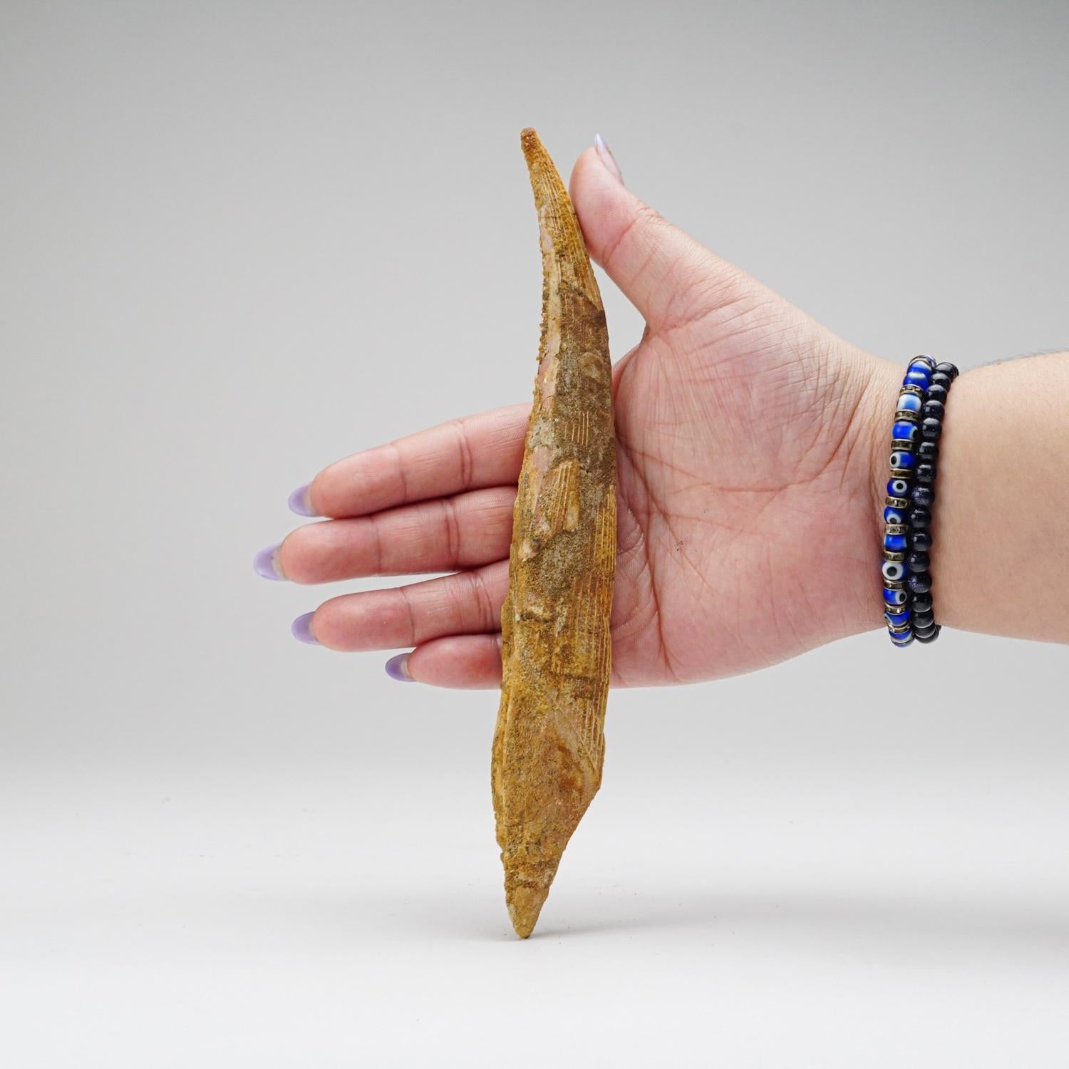 Genuine Hybodus Shark Dorsal Spine (77.9 grams) In Good Condition For Sale In New York, NY