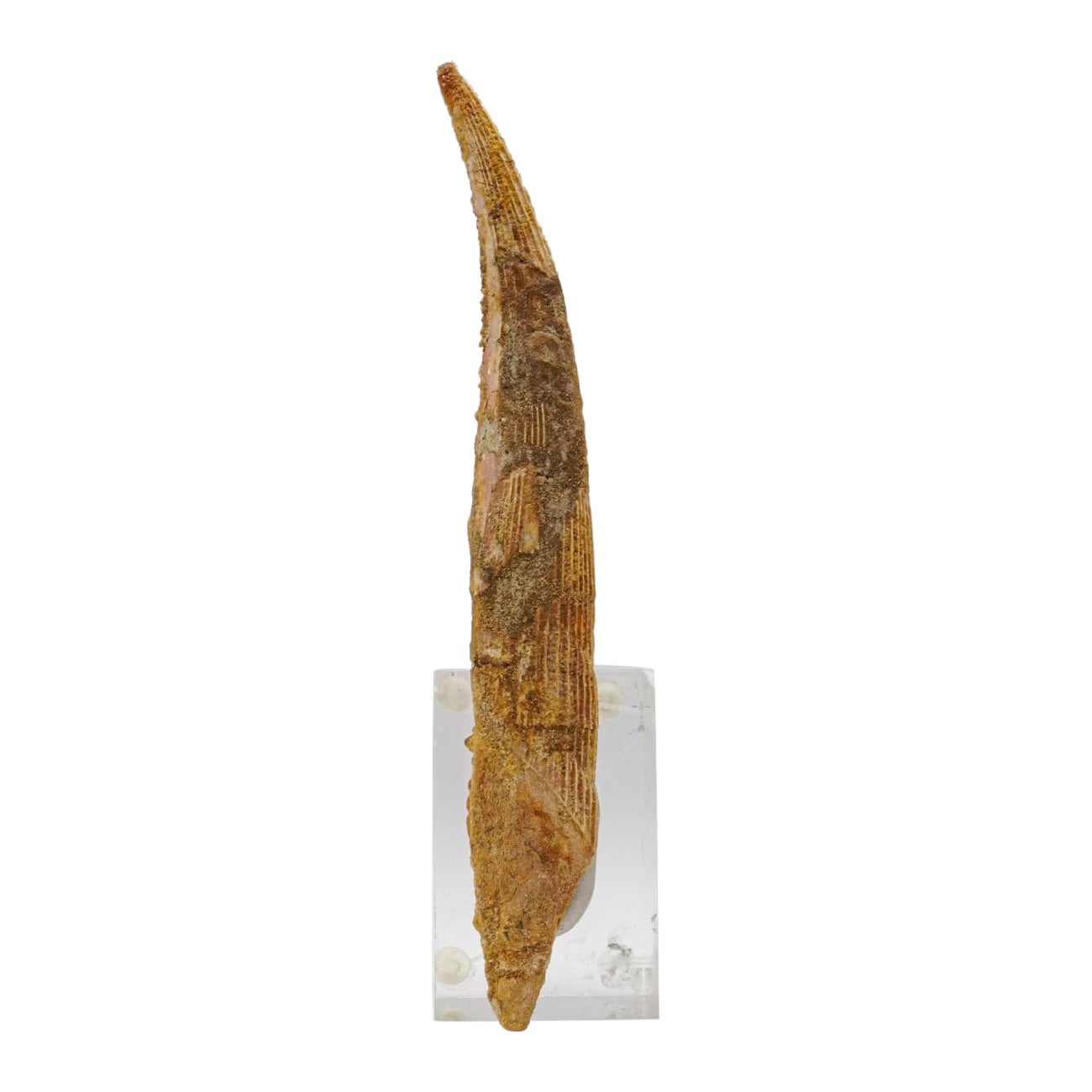 Espina dorsal de tiburón Hybodus auténtico (77,9 gramos)