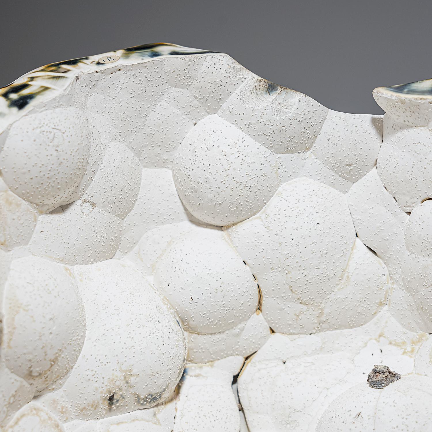 Schöne, schneeweiße indonesische Achat-Geode. Eine schöne botryoidal kristallisierte Mitte einer Geode, mit einem handpolierten äußeren Rand aus Edelstein Calcit zeigt schöne Muster von braun und grau. Diese Geode ist die perfekte Ergänzung für
