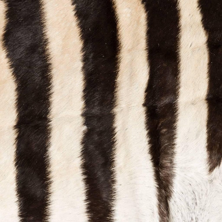 Genuine Large African Burchell Zebra Skin For Sale at 1stdibs