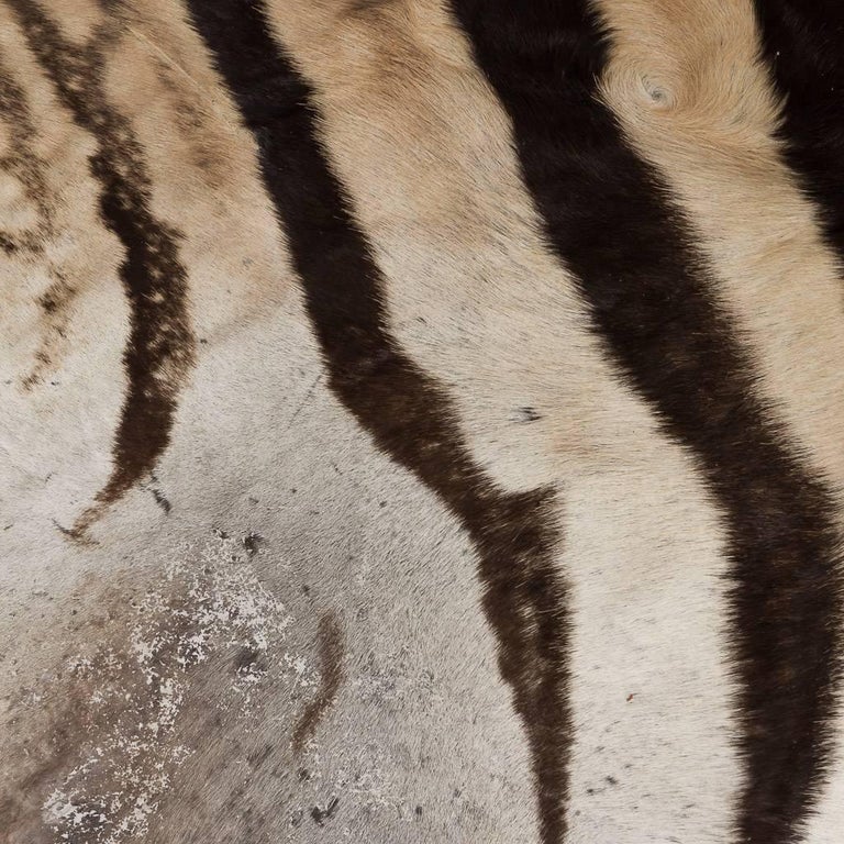 Genuine Large African Burchell Zebra Skin For Sale at 1stdibs