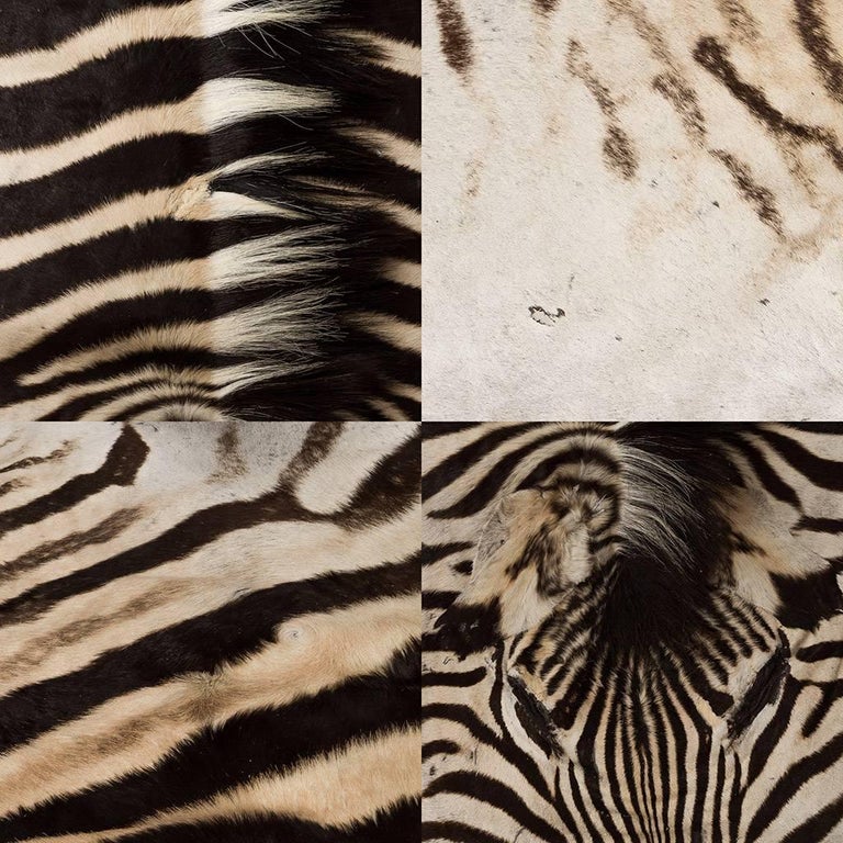 Genuine Large African Burchell Zebra Skin For Sale at 1stdibs