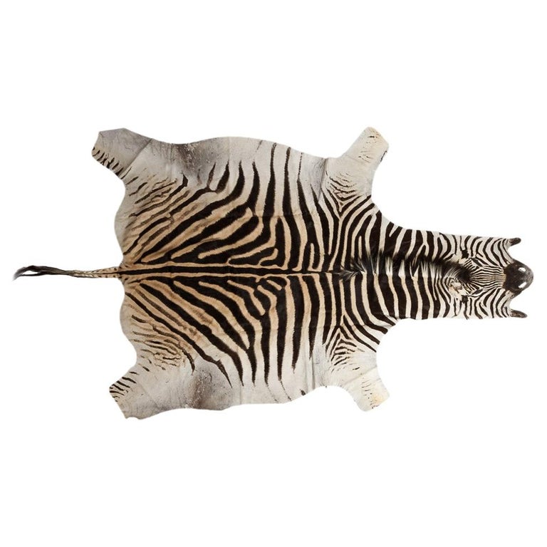 Genuine Large African Burchell Zebra Skin For Sale at 1stdibs