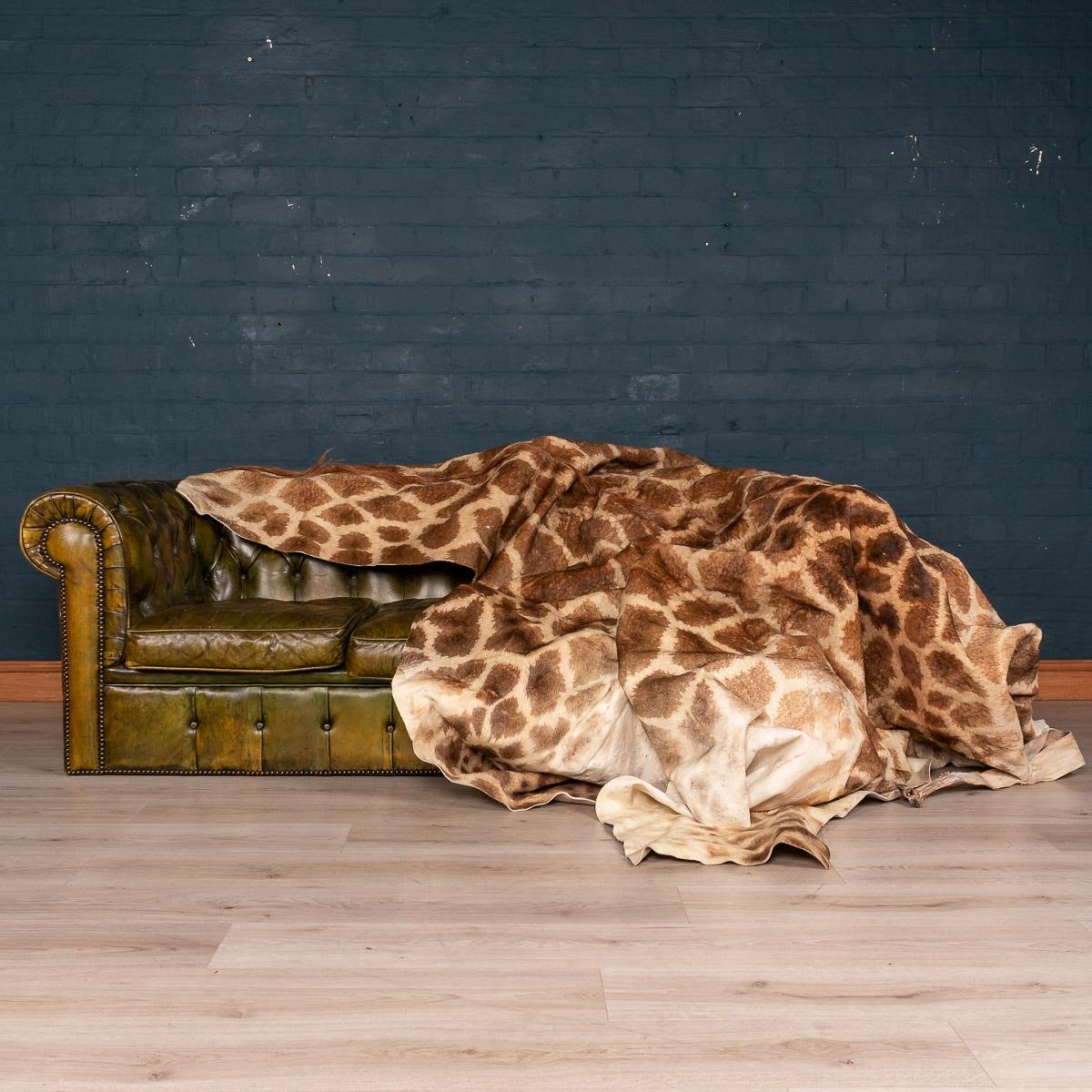 Genuine Large African Giraffe Rug 3