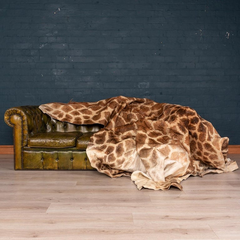 Genuine Large African Giraffe Rug at 1stDibs