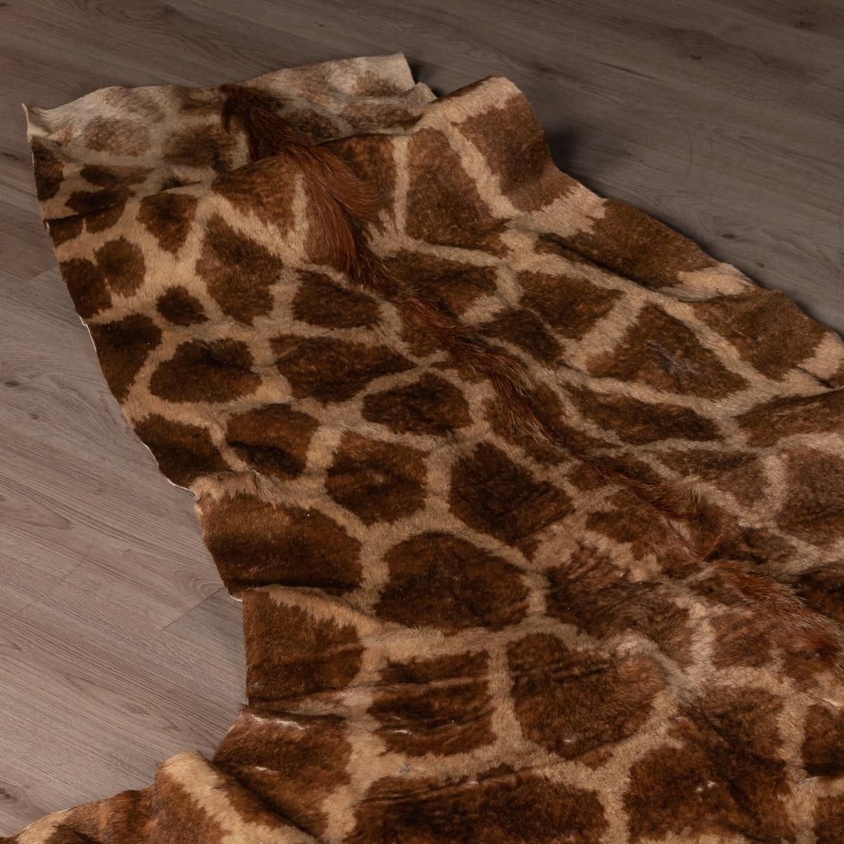 Our company policy is not to ship any taxidermy items to the USA. We apologise from any inconvenience this may cause.


Genuine and decorative African giraffe skin, particularly large and extremely well preserved, can be used as a floor or wall
