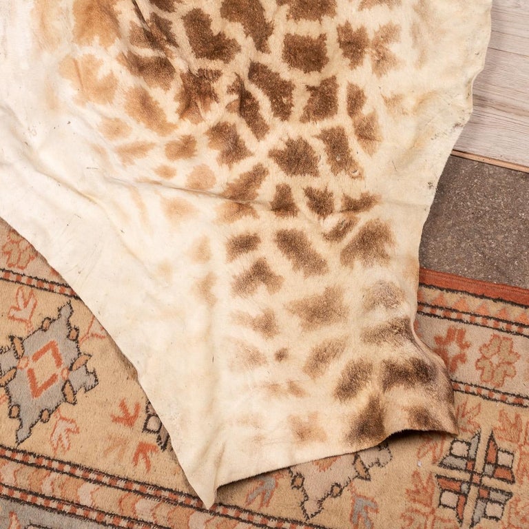 Genuine Large African Giraffe Rug at 1stDibs