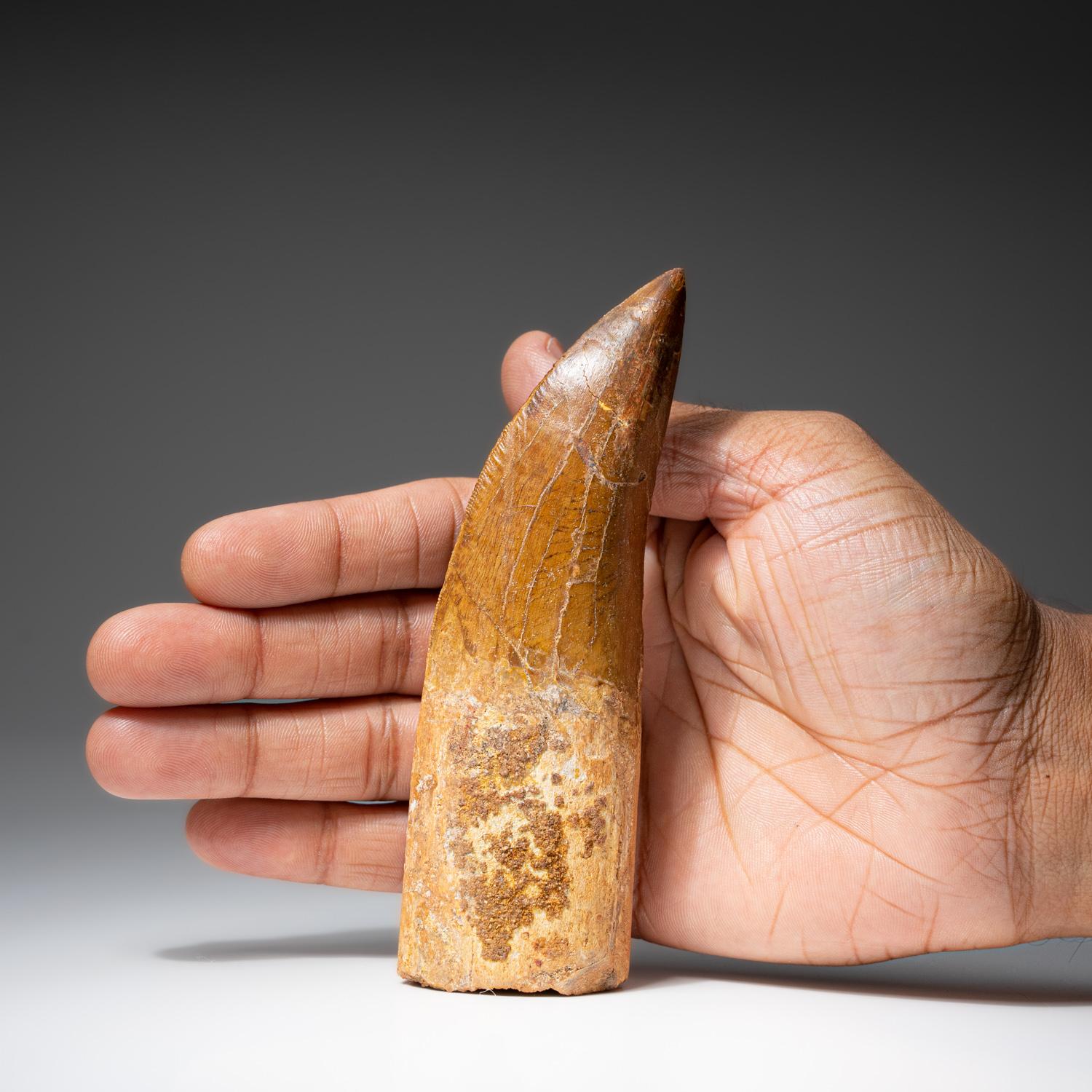 18th Century and Earlier Natural & Genuine Large Carcharodontosaurus Tooth from Morocco (109 grams) For Sale