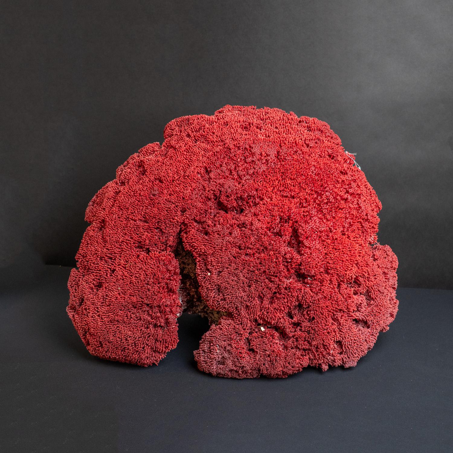 Le corail orgue rouge (Tubipora musica) est un corail alcyonaire originaire des eaux de l'océan Indien et des régions centrales et occidentales de l'océan Pacifique. C'est la seule espèce connue du genre Tubipora. Cette espèce est un corail mou mais