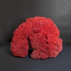 Genuine Large Red Pipe Organ Coral (22 lbs)