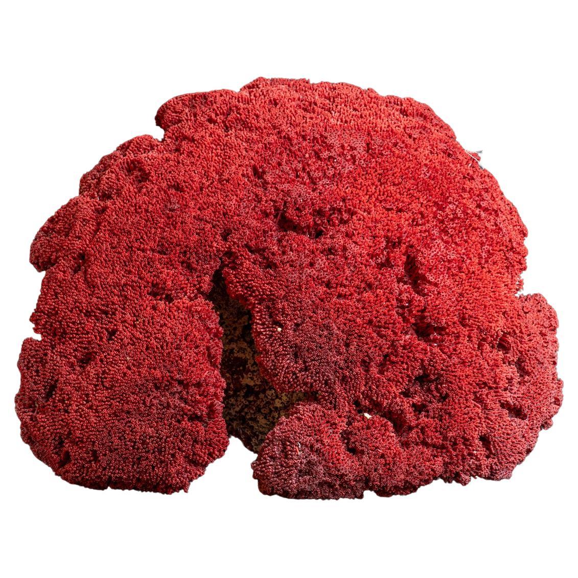Genuine Large Red Pipe Organ Coral (22 lbs)