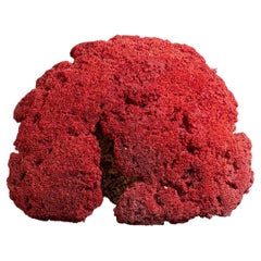 Große echte rote Pfeifen-orgelkoralle (22 lbs)