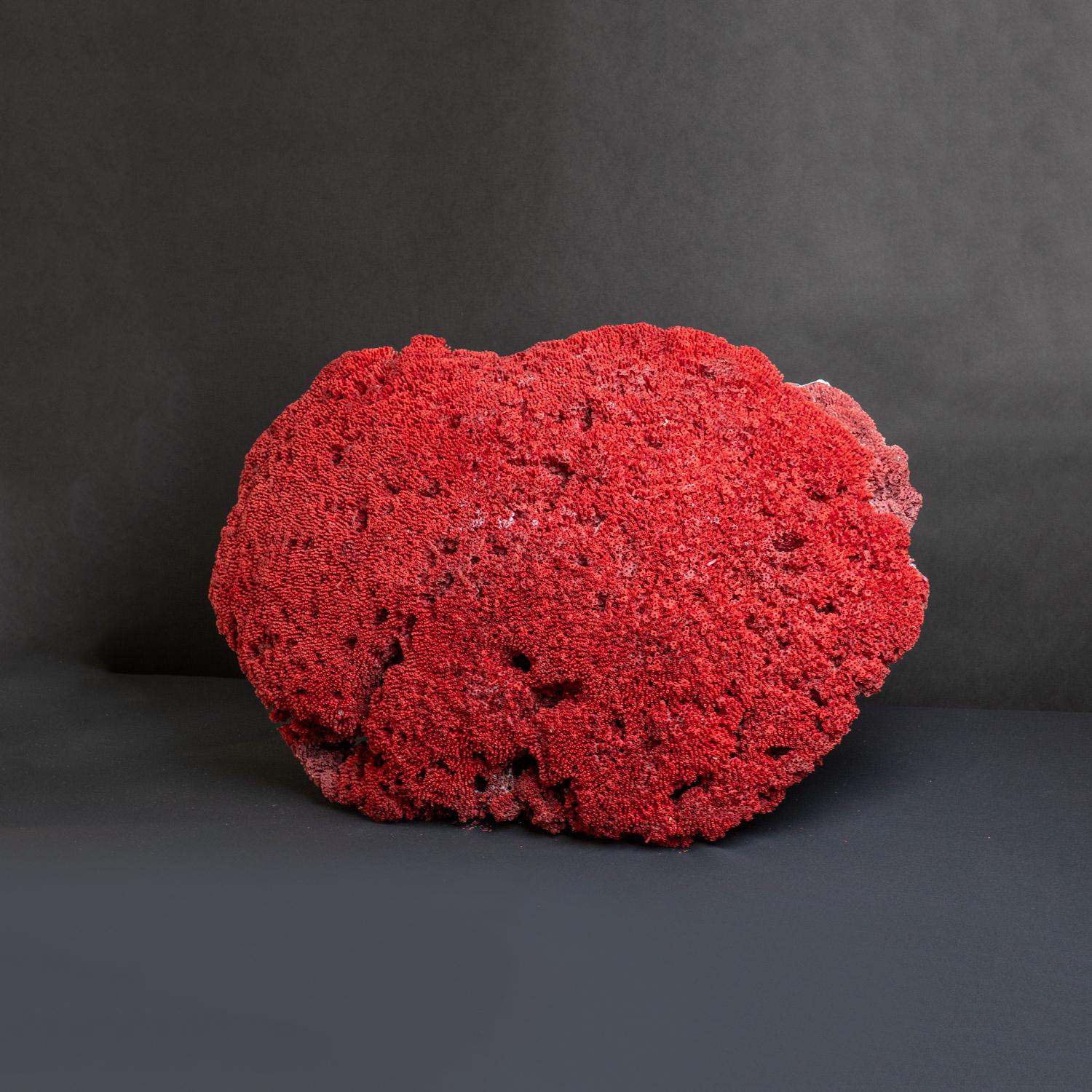 El coral órgano de tubo rojo (Tubipora musica) es un coral alcionario originario de las aguas del océano Índico y de las regiones central y occidental del océano Pacífico. Es la única especie conocida del género Tubipora. Esta especie es un coral