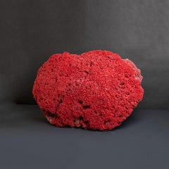 Genuine Large Red Pipe Organ Coral (26.5 lbs)