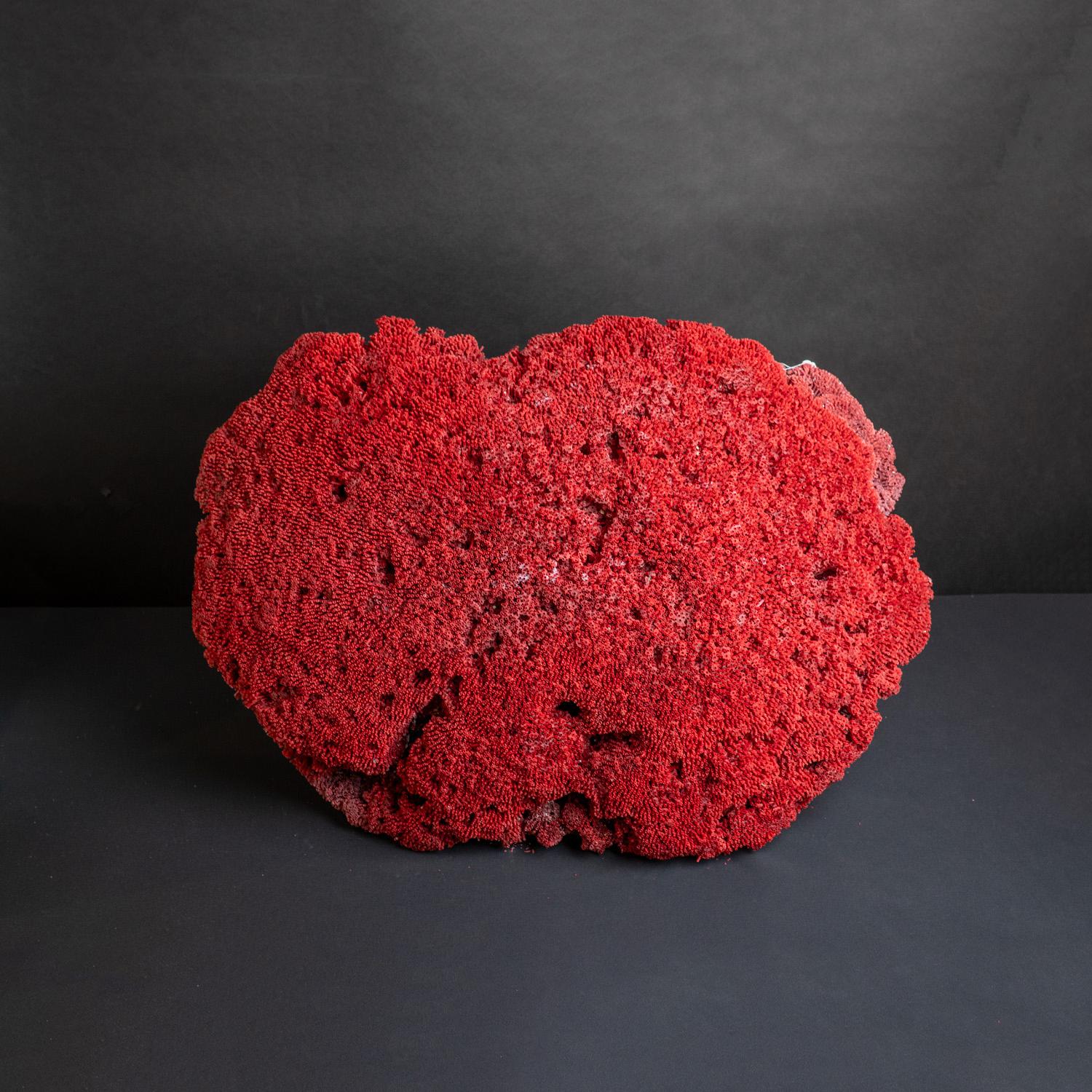 Órgano de tubos de coral rojo grande auténtico (26,5 libras) en Nuevo estado para la venta en New York, NY
