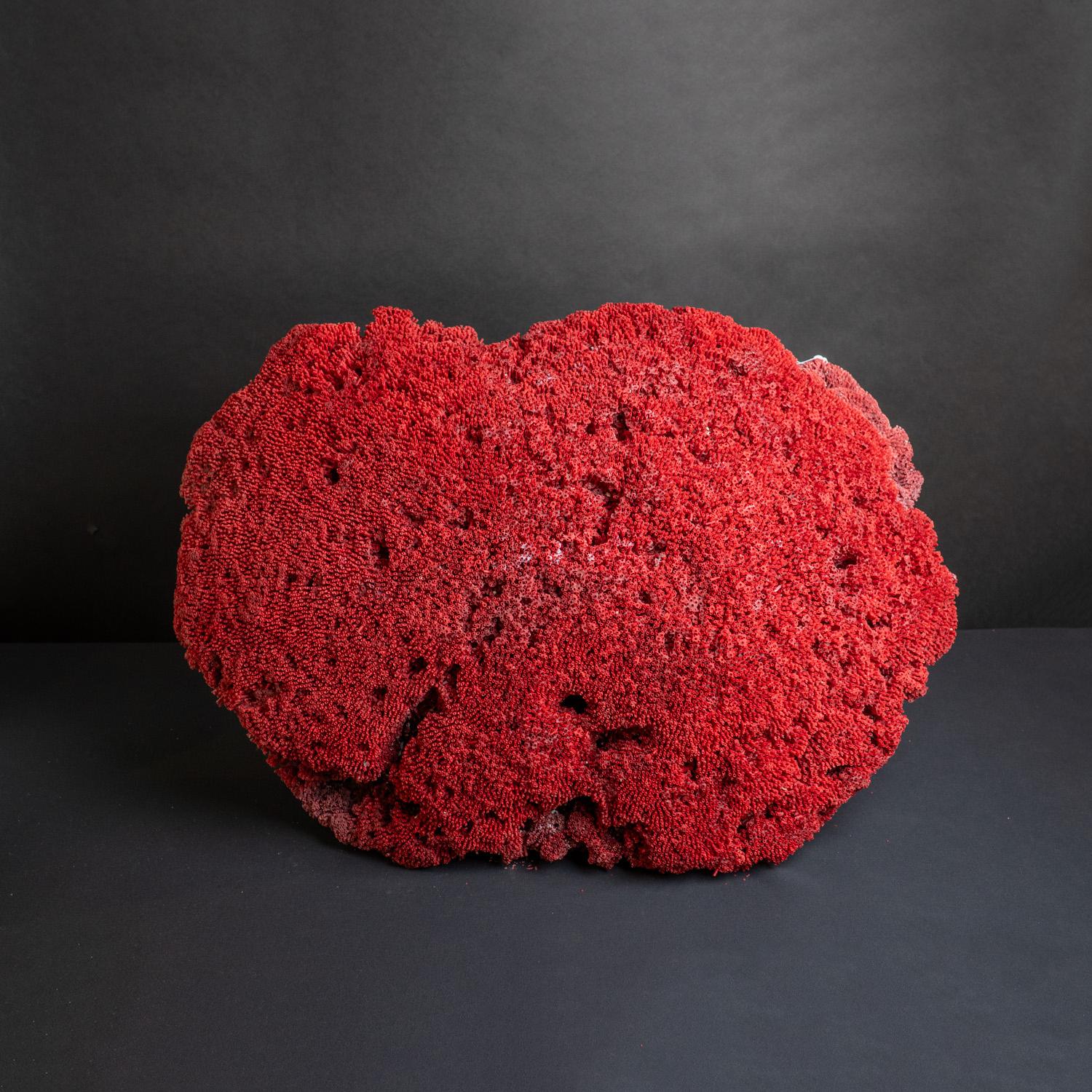 Órgano de tubos de coral rojo grande auténtico (26,5 libras) Siglo XXI y contemporáneo en venta