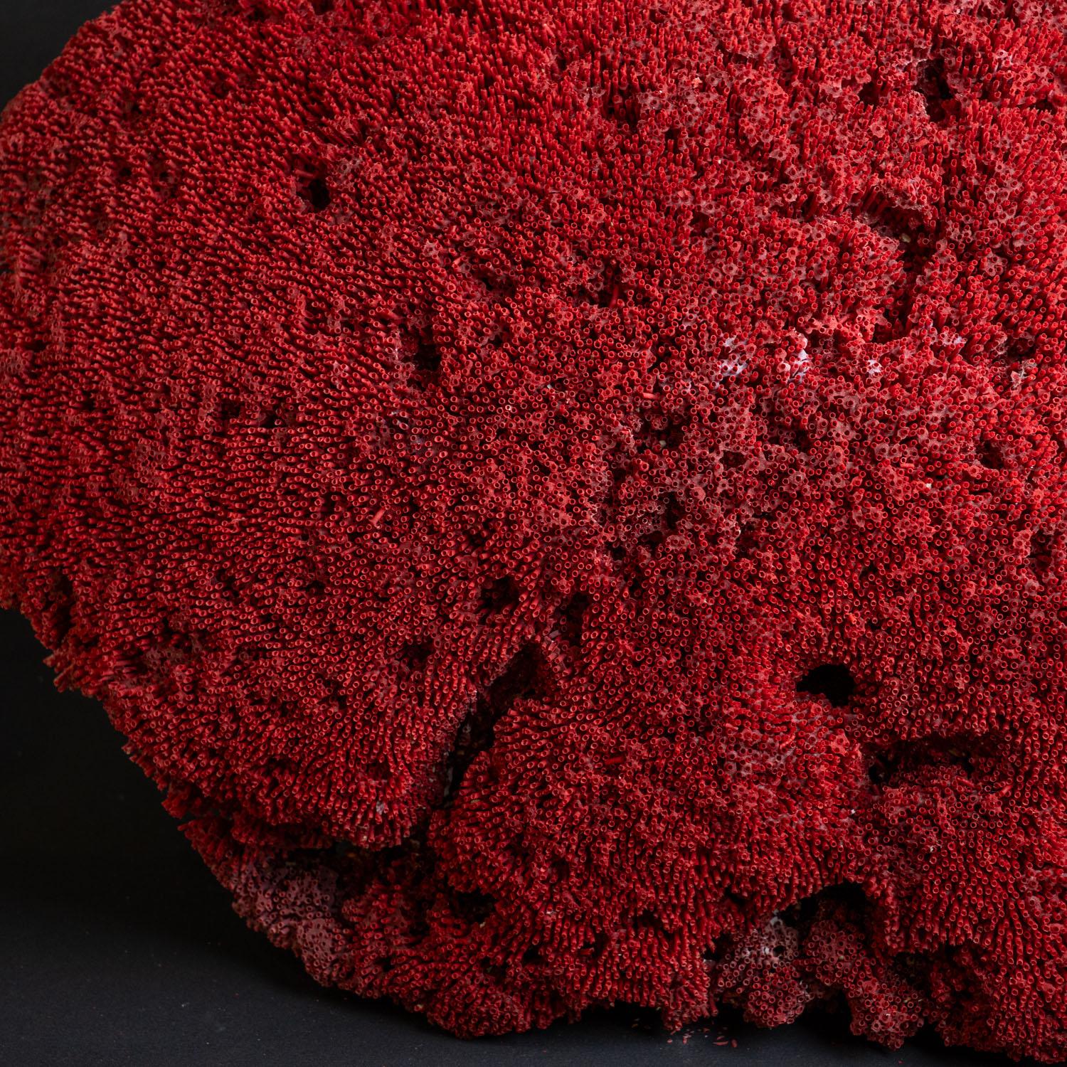 Órgano de tubos de coral rojo grande auténtico (26,5 libras) Otro en venta