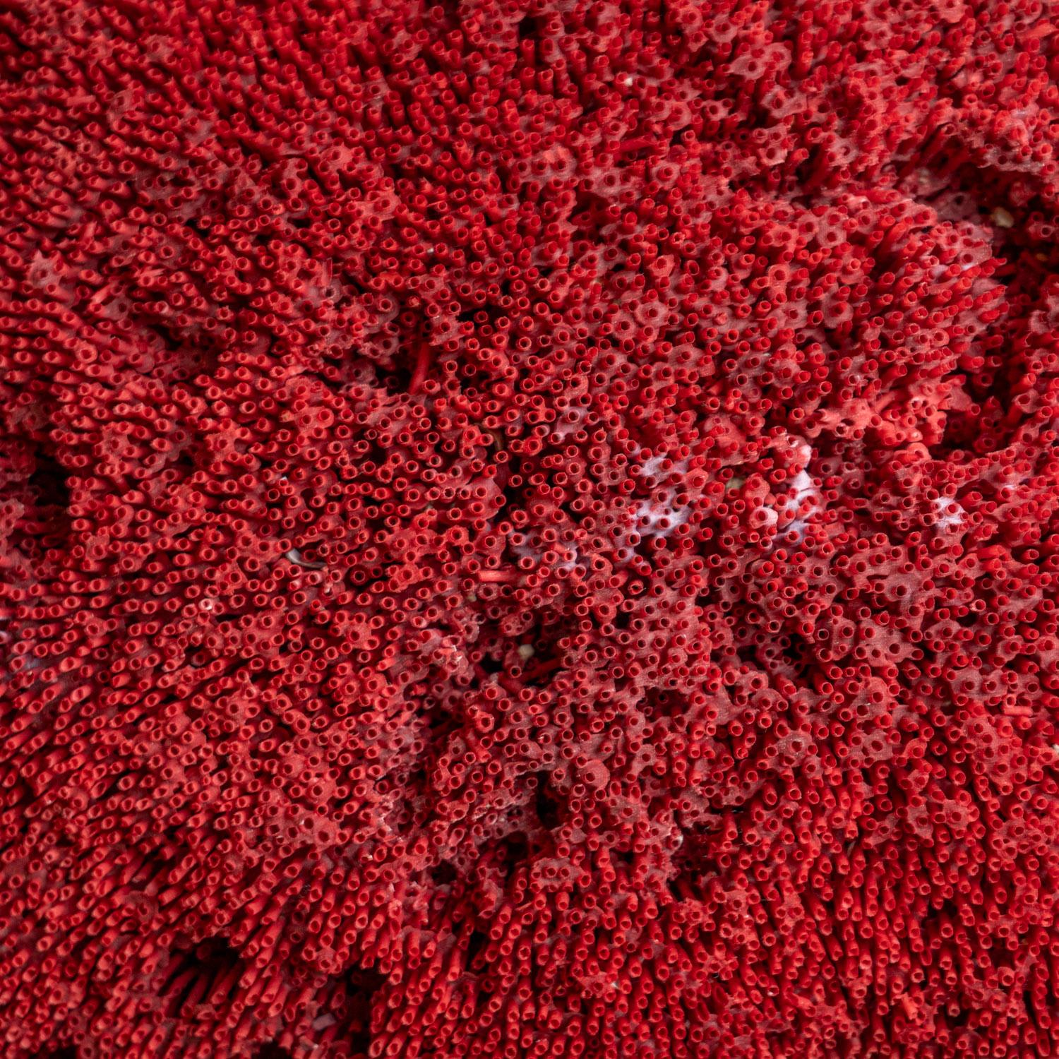 Órgano de tubos de coral rojo grande auténtico (26,5 libras) en venta 1