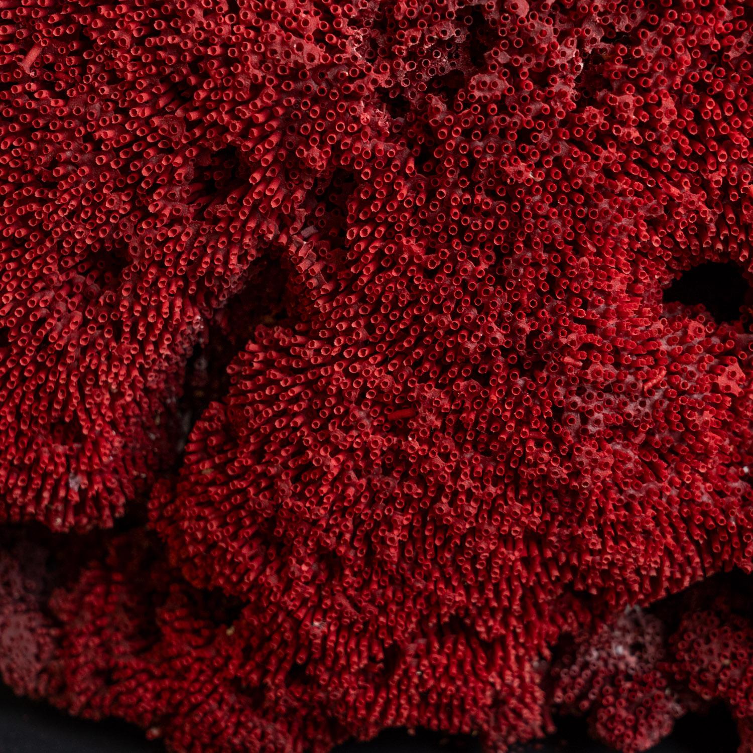 Órgano de tubos de coral rojo grande auténtico (26,5 libras) en venta 2
