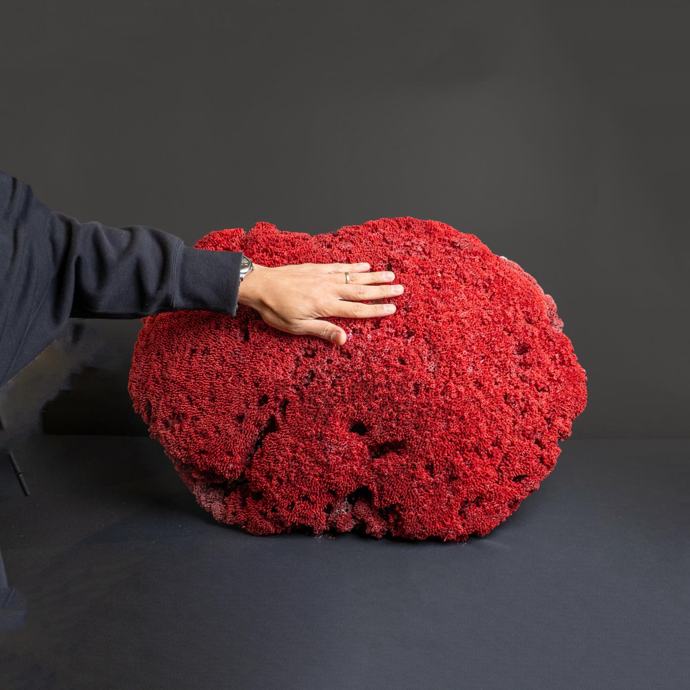 Órgano de tubos de coral rojo grande auténtico (26,5 libras) en venta 3