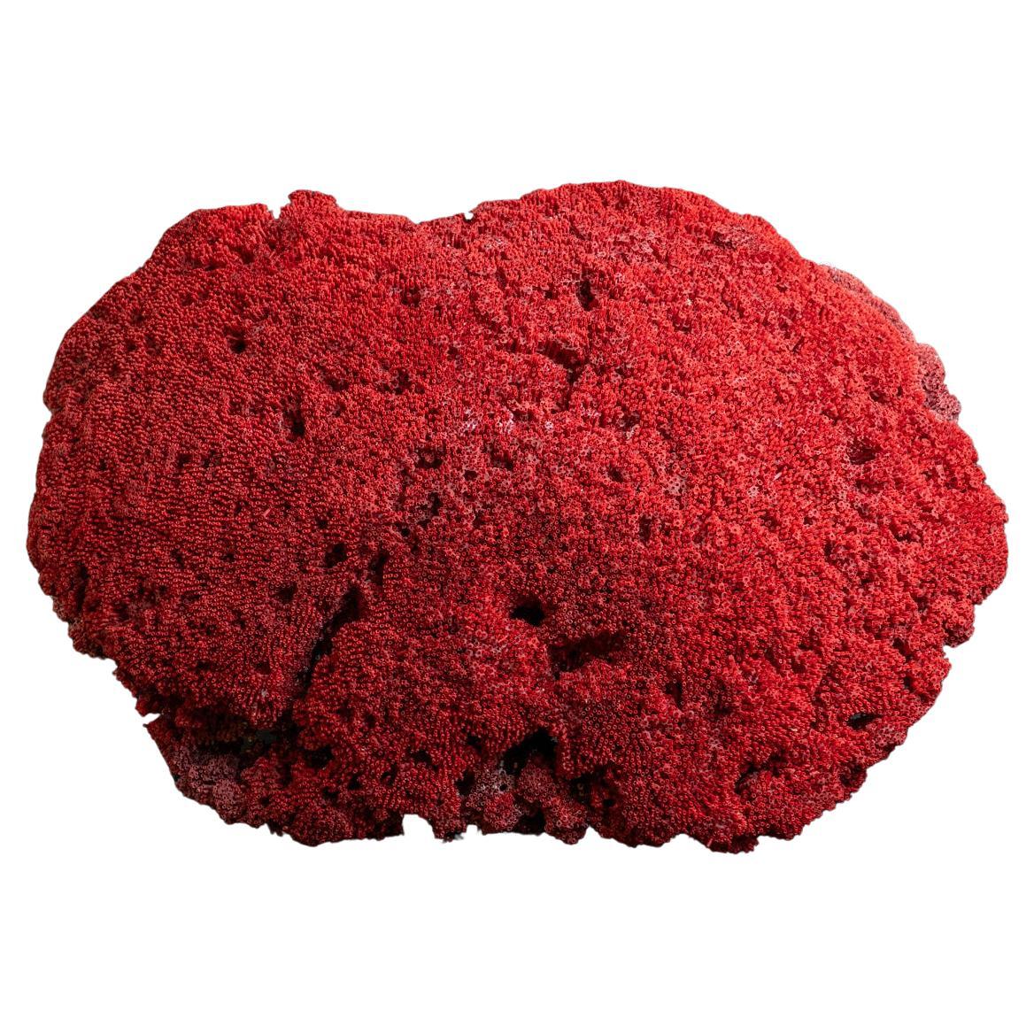 Genuine Large Red Pipe Organ Coral (26.5 lbs)