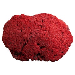 Große echte rote Pfeifen-orgelkoralle (26,5 lbs)