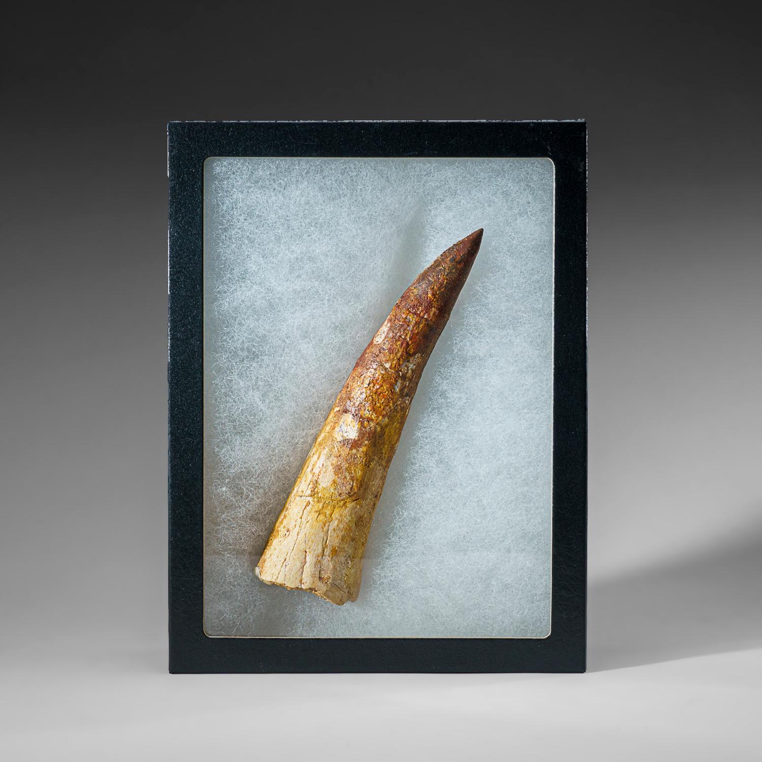 Genuine Large Spinosaurus Dinosaur Tooth in Display Box (130 grams) In Good Condition For Sale In New York, NY