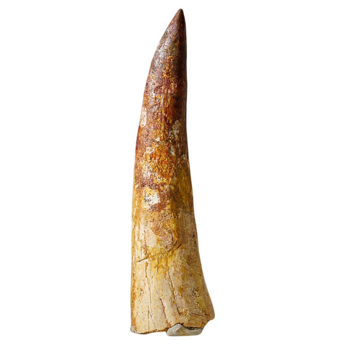 Genuine Large Spinosaurus Dinosaur Tooth in Display Box (130 grams) For Sale