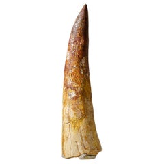 Antique Genuine Large Spinosaurus Dinosaur Tooth in Display Box (130 grams)