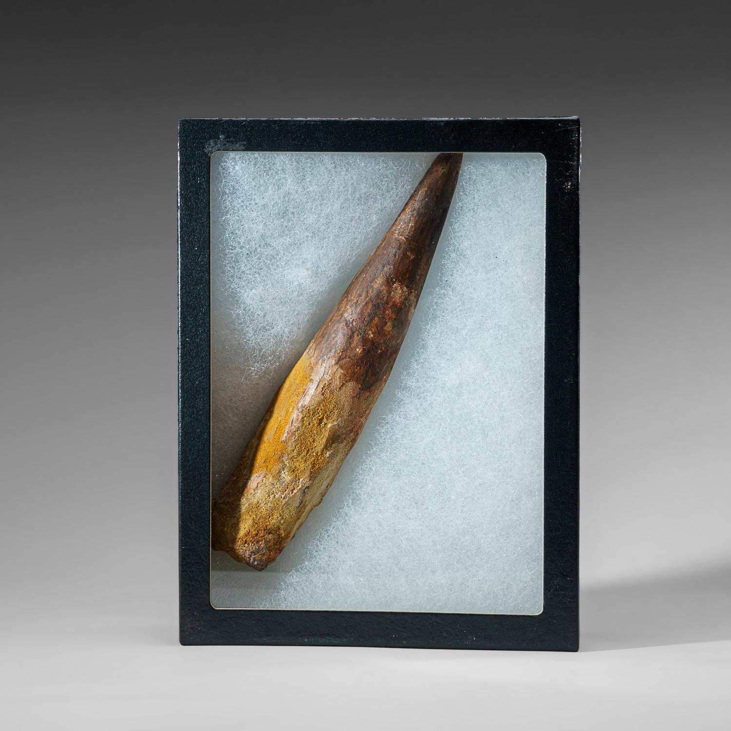 Genuine Large Spinosaurus Dinosaur Tooth in Display Box (234 grams) For Sale 1