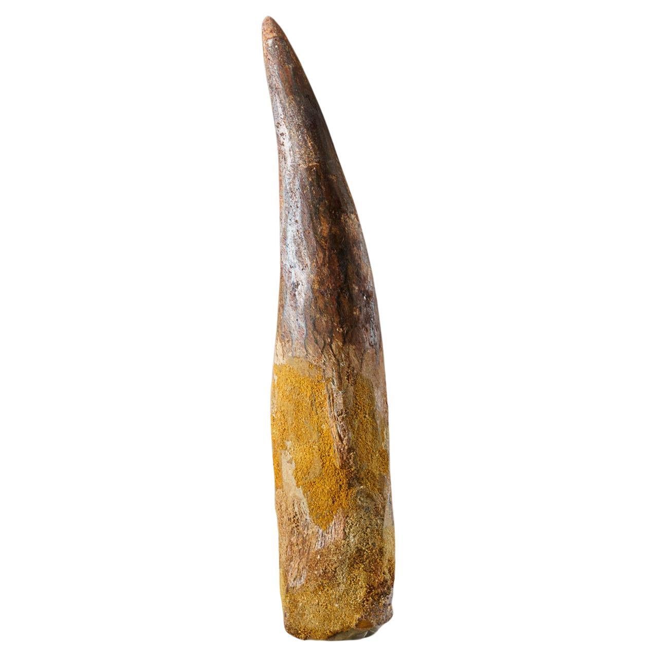 Genuine Large Spinosaurus Dinosaur Tooth in Display Box (234 grams) For Sale