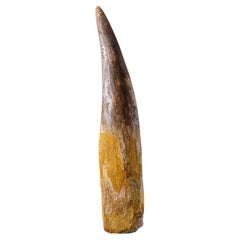 Genuine Large Spinosaurus Dinosaur Tooth in Display Box (234 grams)