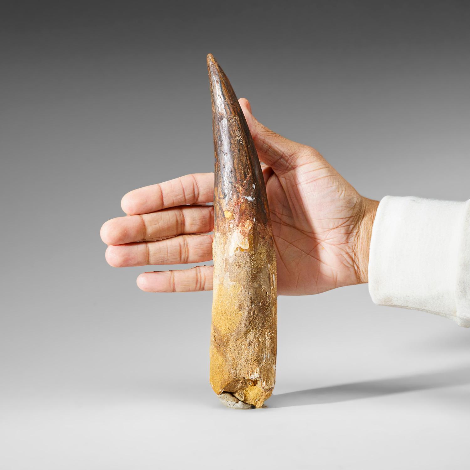 Genuine Large Spinosaurus Dinosaur Tooth in Display Box (385 grams) In Good Condition For Sale In New York, NY