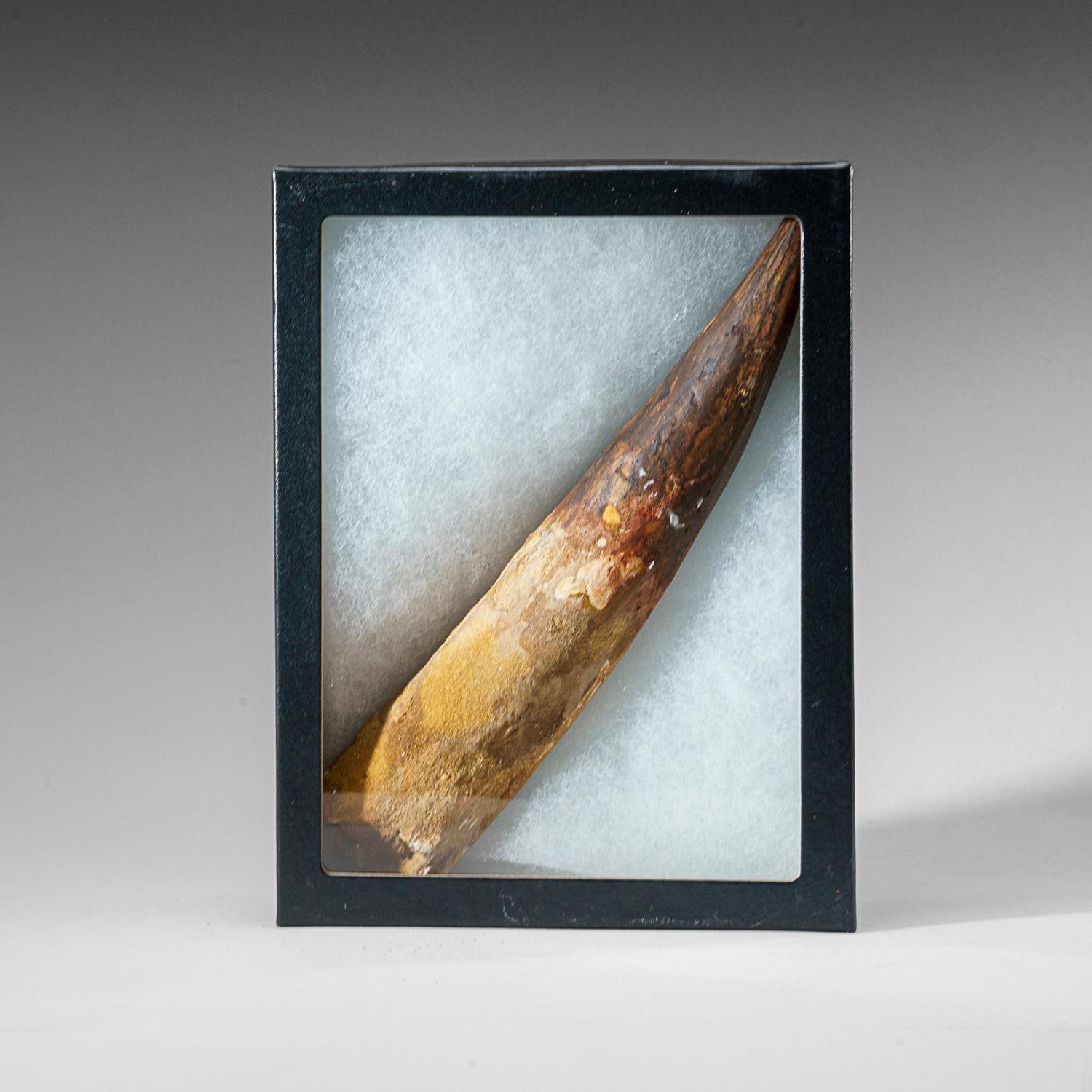 18th Century and Earlier Genuine Large Spinosaurus Dinosaur Tooth in Display Box (385 grams) For Sale