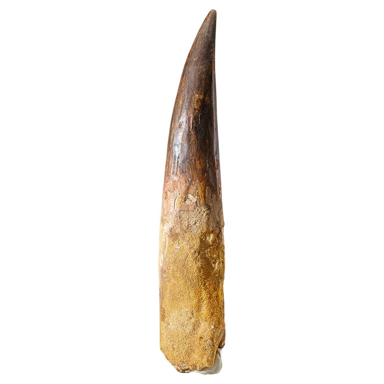 Genuine Large Spinosaurus Dinosaur Tooth in Display Box (385 grams) For Sale