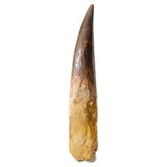 Antique Genuine Large Spinosaurus Dinosaur Tooth in Display Box (385 grams)