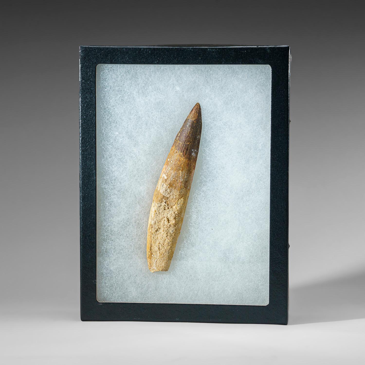 Genuine Large Spinosaurus Dinosaur Tooth in Display Box (77 grams) In Good Condition For Sale In New York, NY