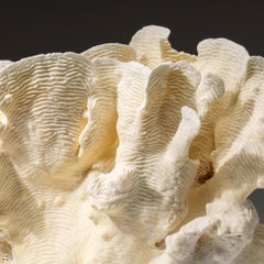 Genuine Lettuce Coral Nautical Object, Sustainable Aquaculture (4 lbs)