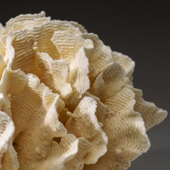 Genuine Lettuce Coral Nautical Object, Sustainable Aquaculture (8.5 lbs)