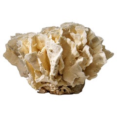 Genuine Lettuce Coral Nautical Object, Sustainable Aquaculture (8.5 lbs)