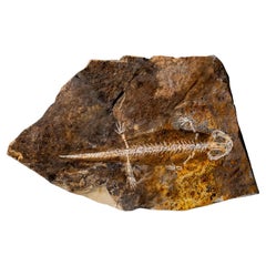 Genuine Liaoxitriton Fossil Plate (199.5 grams)