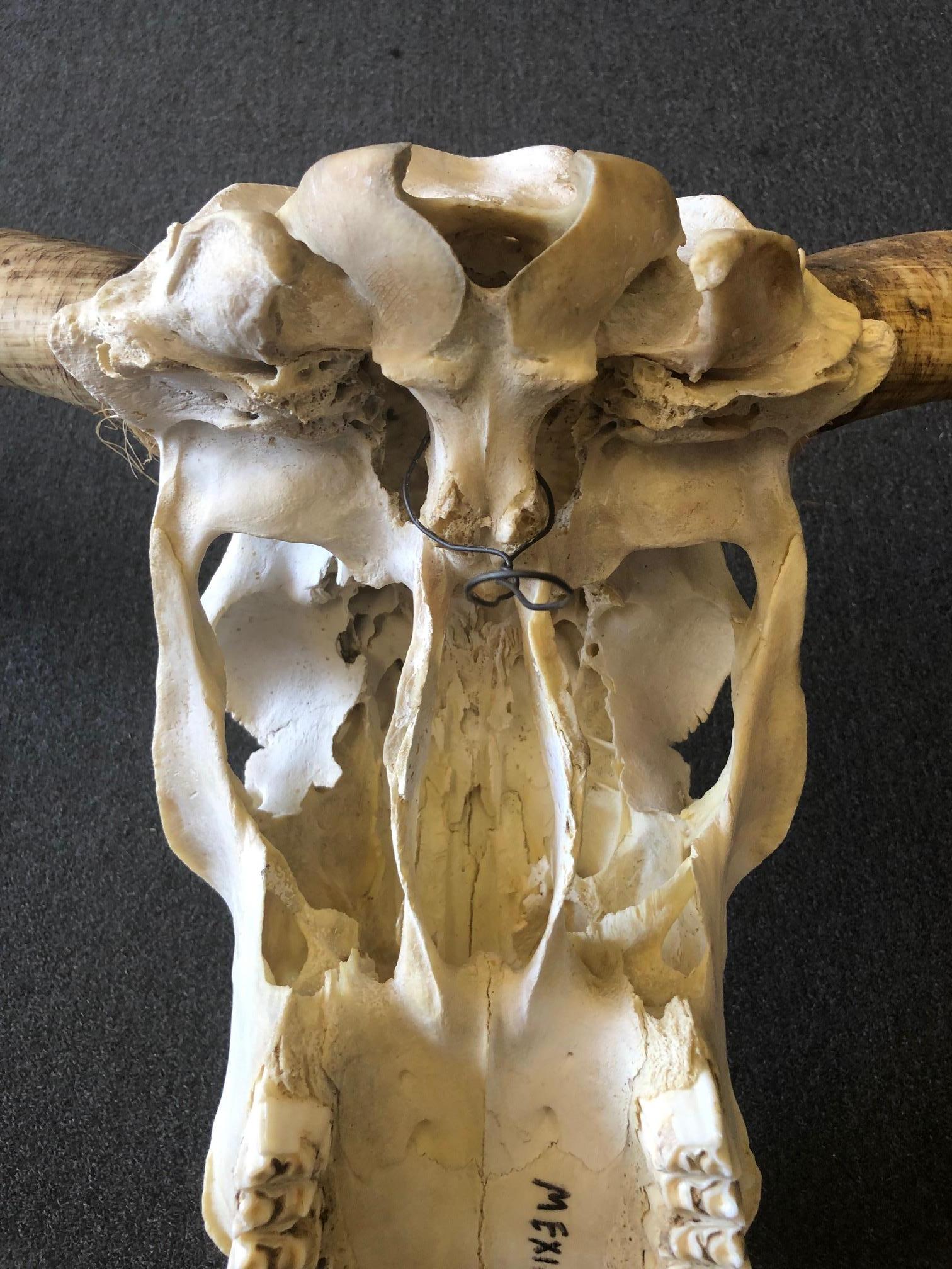 Bone Genuine Longhorn / Cow Skull with Horns
