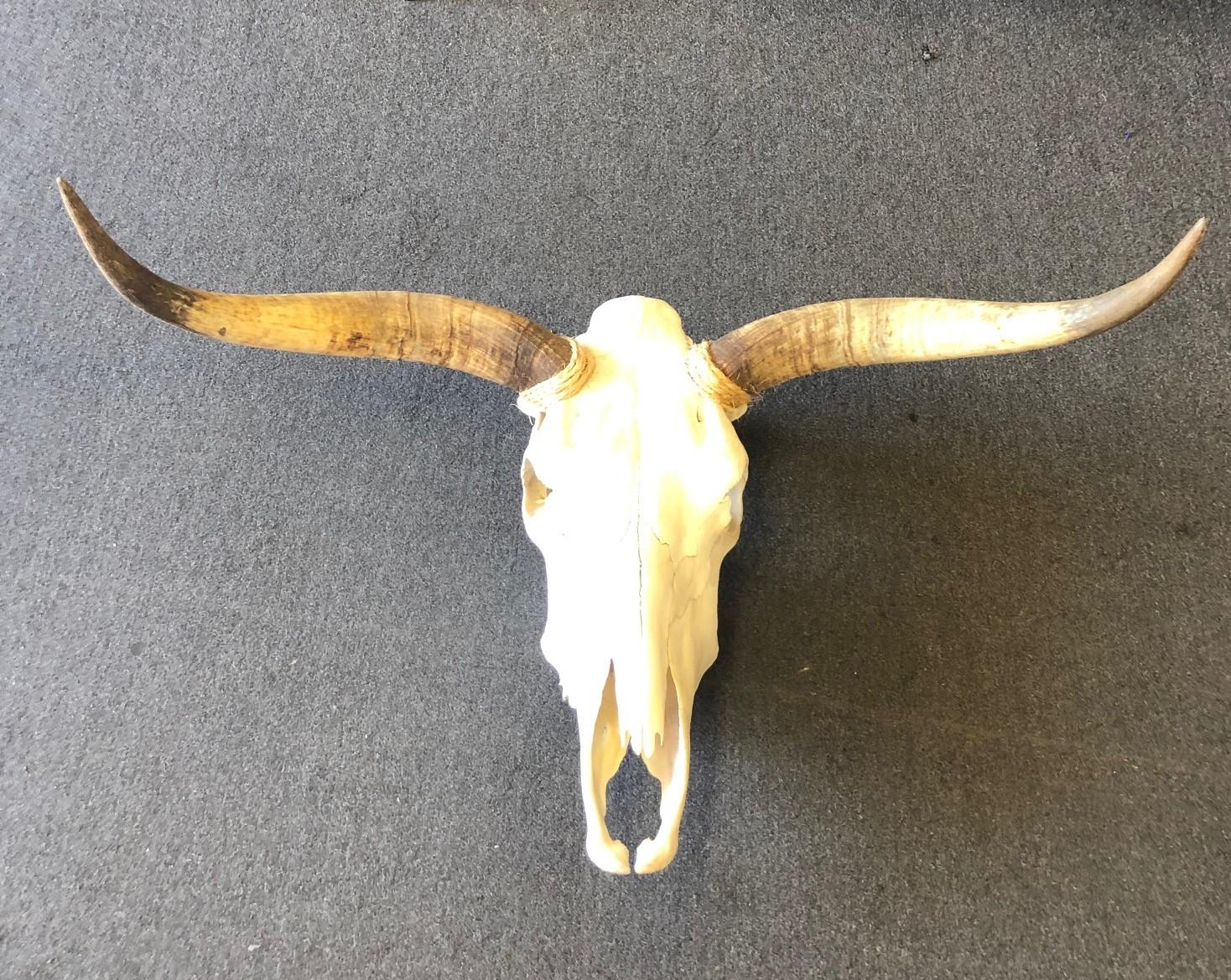 Genuine Longhorn / Cow Skull with Horns 1