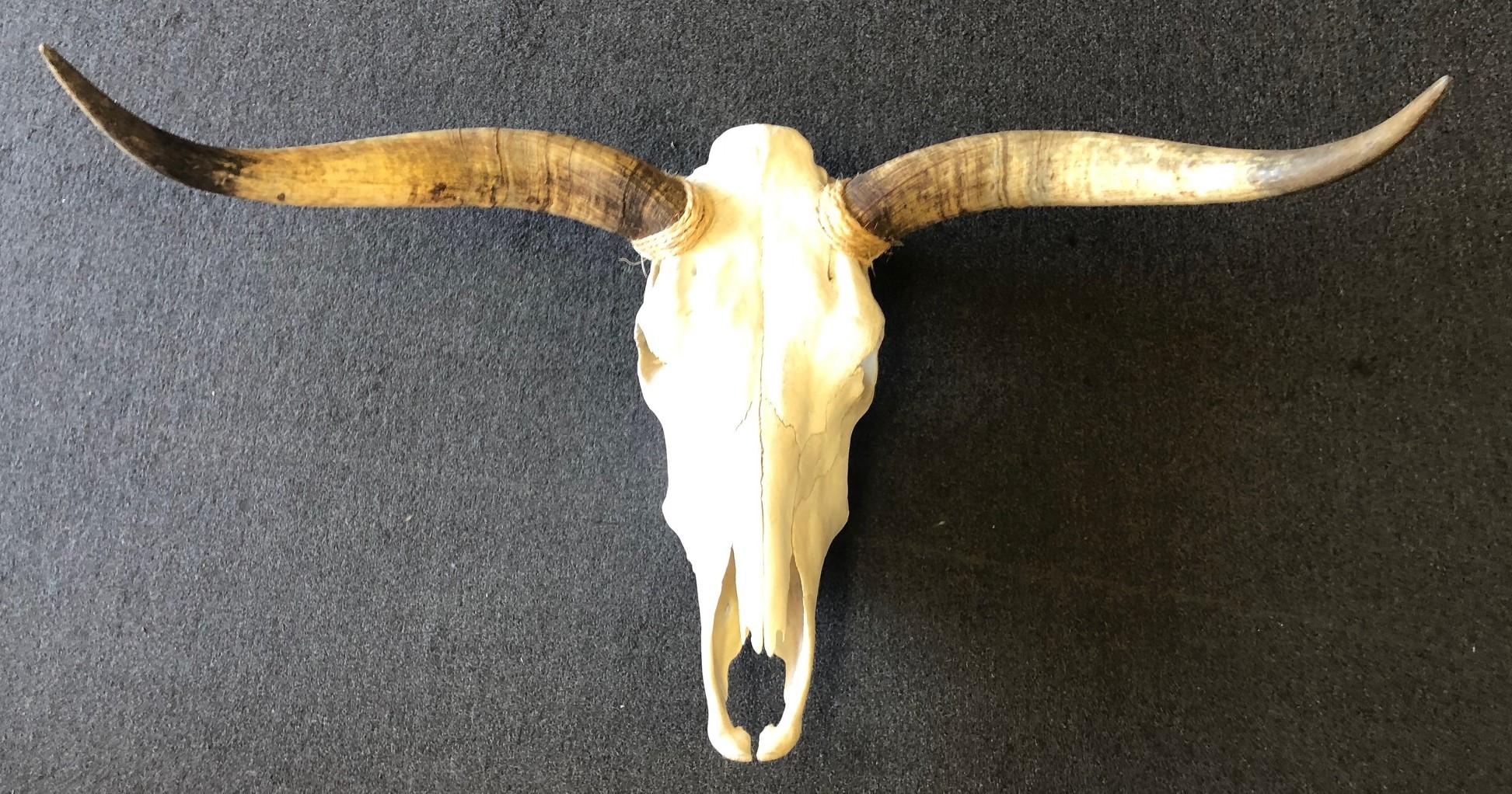 A very nice genuine longhorn skull with horns from Mexico, circa 1970s. The horns measure 36