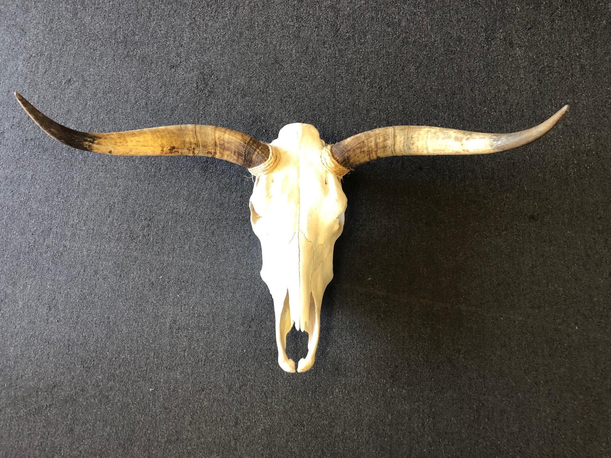 longhorn steer skull with horns
