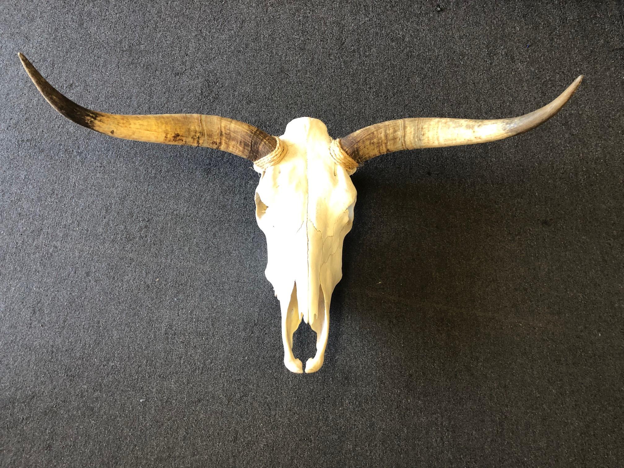 real steer skull with horns